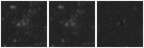 Missing file PGC039947-custom-montage-W1W2.png
