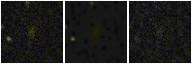 Missing file PGC039967-custom-montage-FUVNUV.png