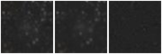 Missing file PGC040045-custom-montage-W1W2.png