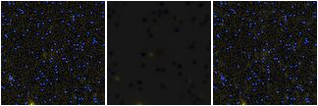 Missing file PGC040175-custom-montage-FUVNUV.png