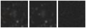 Missing file PGC040186-custom-montage-W1W2.png