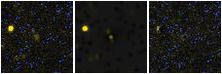Missing file VFID3981-custom-montage-FUVNUV.png