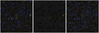 Missing file EVCC0504-custom-montage-FUVNUV.png