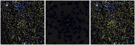 Missing file PGC040315-custom-montage-FUVNUV.png