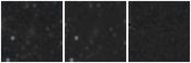 Missing file PGC040393-custom-montage-W1W2.png