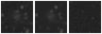 Missing file PGC040435-custom-montage-W1W2.png