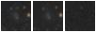 Missing file PGC040505-custom-montage-W1W2.png