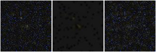 Missing file PGC040531-custom-montage-FUVNUV.png