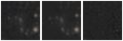 Missing file PGC040683-custom-montage-W1W2.png