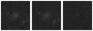 Missing file PGC040687-custom-montage-W1W2.png