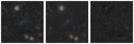 Missing file PGC040766-custom-montage-W1W2.png