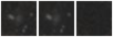 Missing file PGC040867-custom-montage-W1W2.png