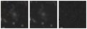 Missing file PGC1968108-custom-montage-W1W2.png