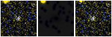 Missing file SDSSJ122414.10+184120.7-custom-montage-FUVNUV.png