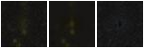 Missing file VFID4607-custom-montage-FUVNUV.png