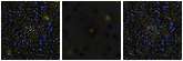 Missing file PGC041206-custom-montage-FUVNUV.png