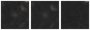 Missing file PGC041206-custom-montage-W1W2.png
