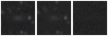 Missing file PGC041243-custom-montage-W1W2.png