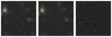 Missing file PGC041311-custom-montage-W1W2.png