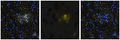 Missing file PGC041325-custom-montage-FUVNUV.png