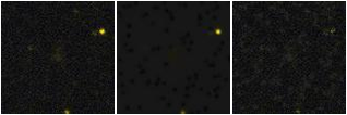 Missing file PGC041345-custom-montage-FUVNUV.png