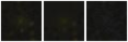 Missing file PGC041416-custom-montage-FUVNUV.png