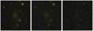 Missing file PGC041433-custom-montage-FUVNUV.png