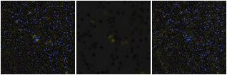 Missing file PGC041442-custom-montage-FUVNUV.png