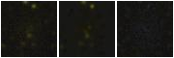 Missing file PGC041508-custom-montage-FUVNUV.png