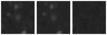 Missing file PGC200170-custom-montage-W1W2.png