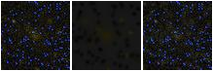 Missing file VFID4074-custom-montage-FUVNUV.png