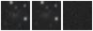 Missing file PGC041574-custom-montage-W1W2.png