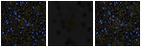 Missing file PGC041664-custom-montage-FUVNUV.png