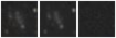 Missing file PGC041749-custom-montage-W1W2.png