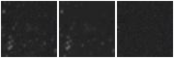 Missing file PGC041761-custom-montage-W1W2.png