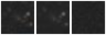 Missing file PGC041962-custom-montage-W1W2.png