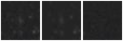 Missing file PGC041994-custom-montage-W1W2.png