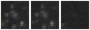 Missing file PGC169515-custom-montage-W1W2.png