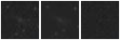 Missing file PGC042057-custom-montage-W1W2.png