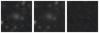 Missing file PGC042084-custom-montage-W1W2.png
