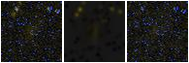 Missing file PGC042257-custom-montage-FUVNUV.png