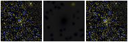 Missing file PGC2832117-custom-montage-FUVNUV.png