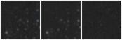 Missing file SDSSJ123701.44+220031.0-custom-montage-W1W2.png