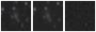 Missing file PGC042420-custom-montage-W1W2.png