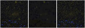 Missing file PGC042449-custom-montage-FUVNUV.png