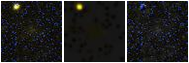 Missing file PGC042454-custom-montage-FUVNUV.png
