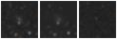 Missing file PGC042553-custom-montage-W1W2.png