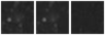 Missing file PGC042566-custom-montage-W1W2.png