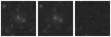 Missing file PGC042758-custom-montage-W1W2.png