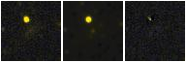 Missing file PGC042771-custom-montage-FUVNUV.png